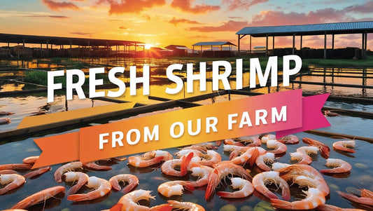 Why I Started Shrimp Future